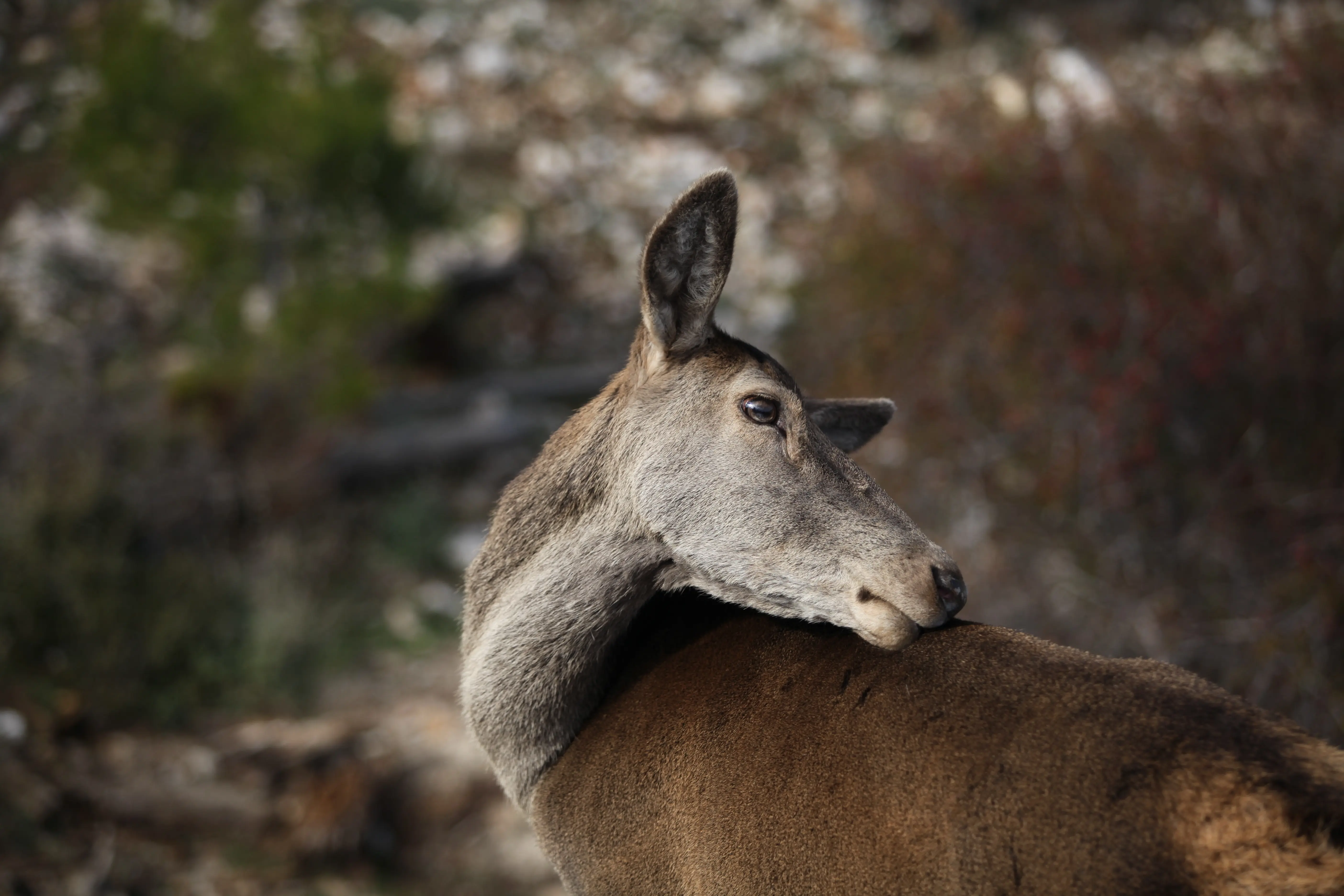 A deer with its head resting on its back. The animal has a brown fur coat and long ears, and it appears to be standing in an outdoor setting. Its snout is visible, as well as the white markings around its eyes.